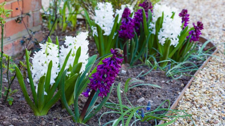 Hyacinths