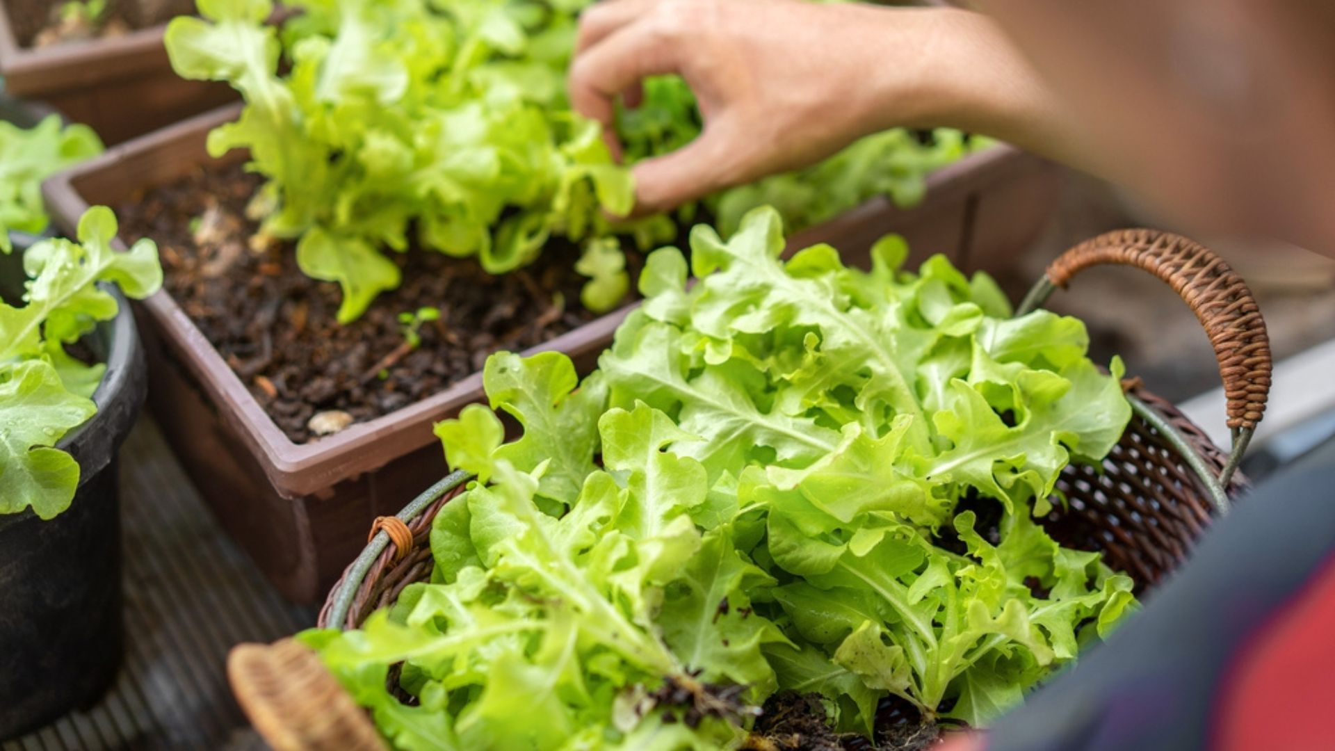 20 Compact Vegetables That Can Be Grown In Small Spaces + 13 Herbs That Don’t Mind Small Spaces