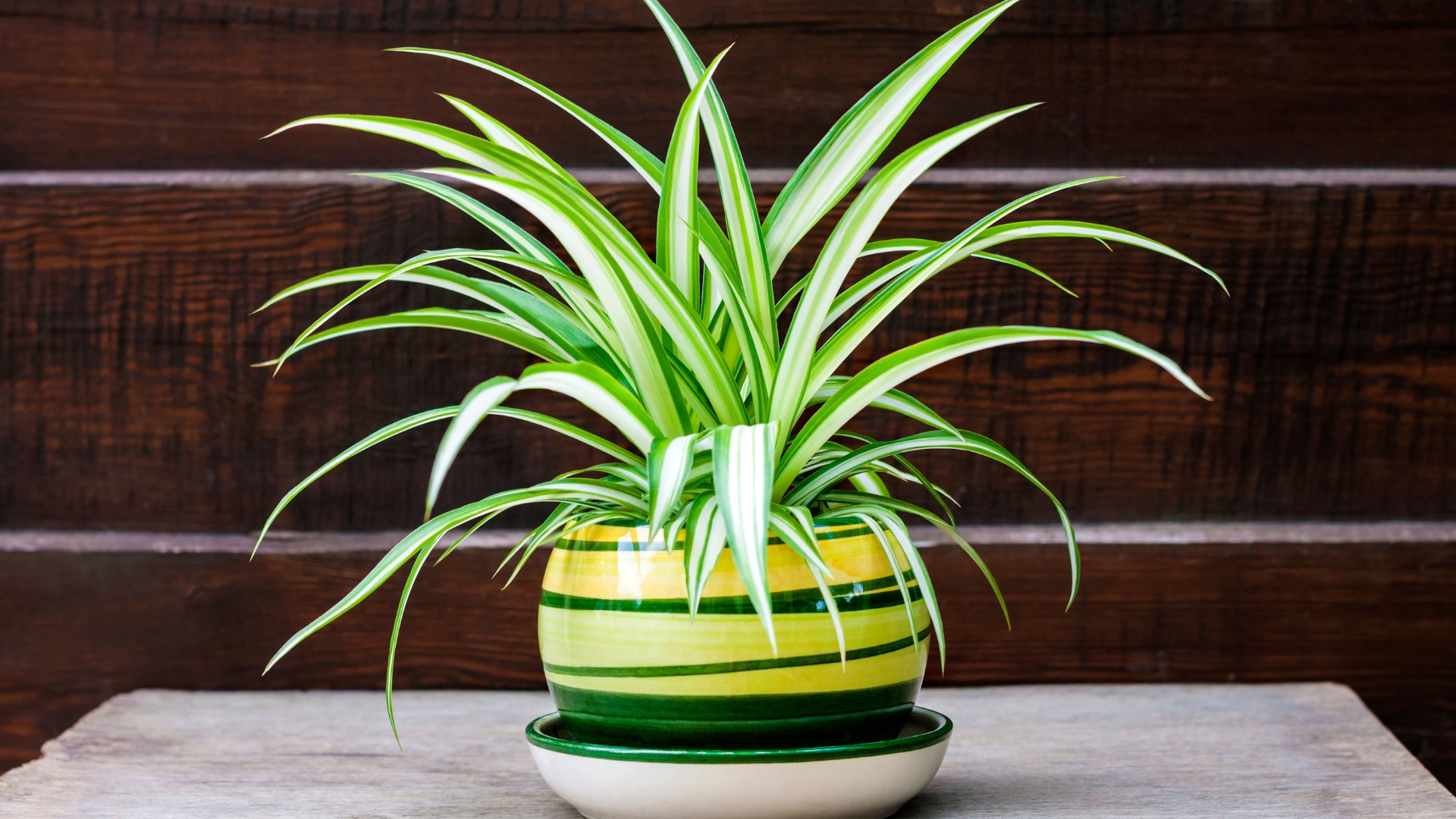 spider plant in a pot on a wooden fence background