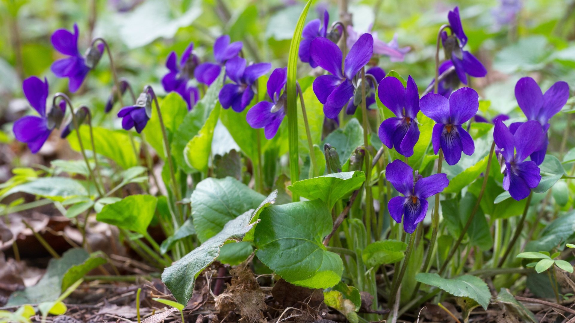 Violet violets flowers bloom in the spring forest. Viola odorata