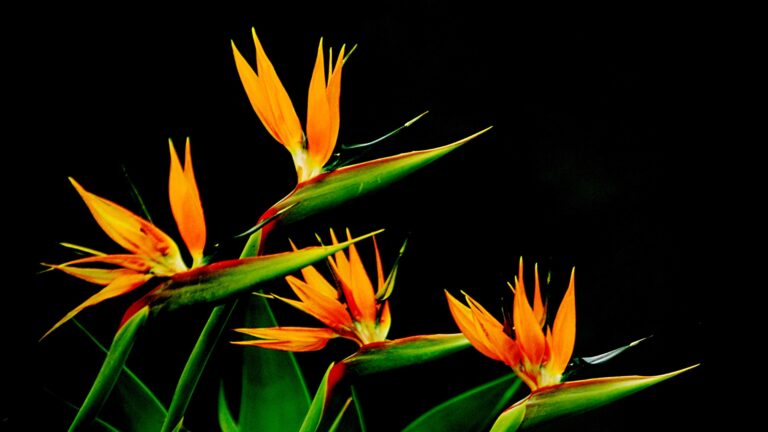 bird of paradise plant