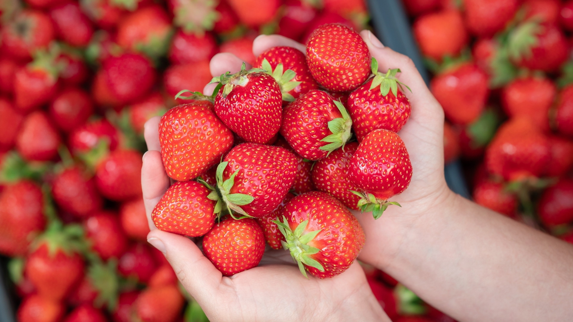 Female holding ripe strawberry in hands.