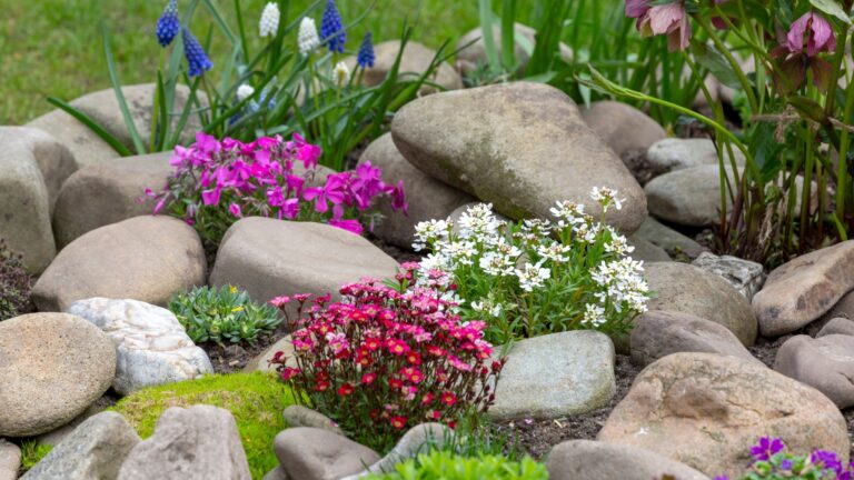 Beautiful colorful spring rock garden, blooming flowers