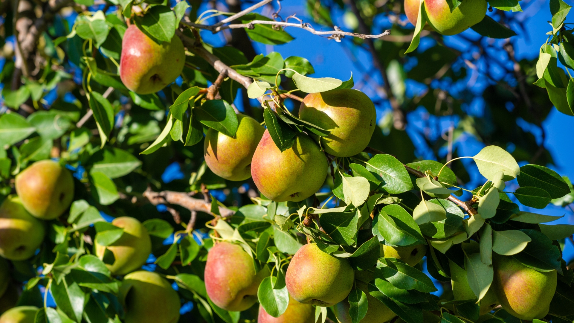 Capture the essence of juicy, ripe pears in your photographs.