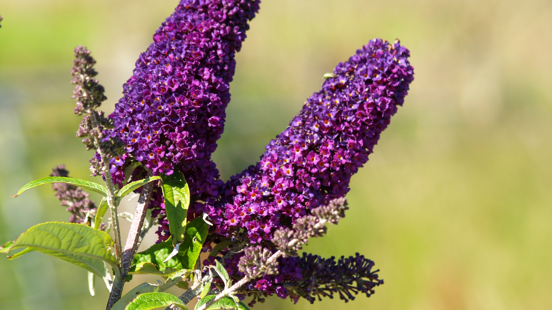 butterfly bush flower