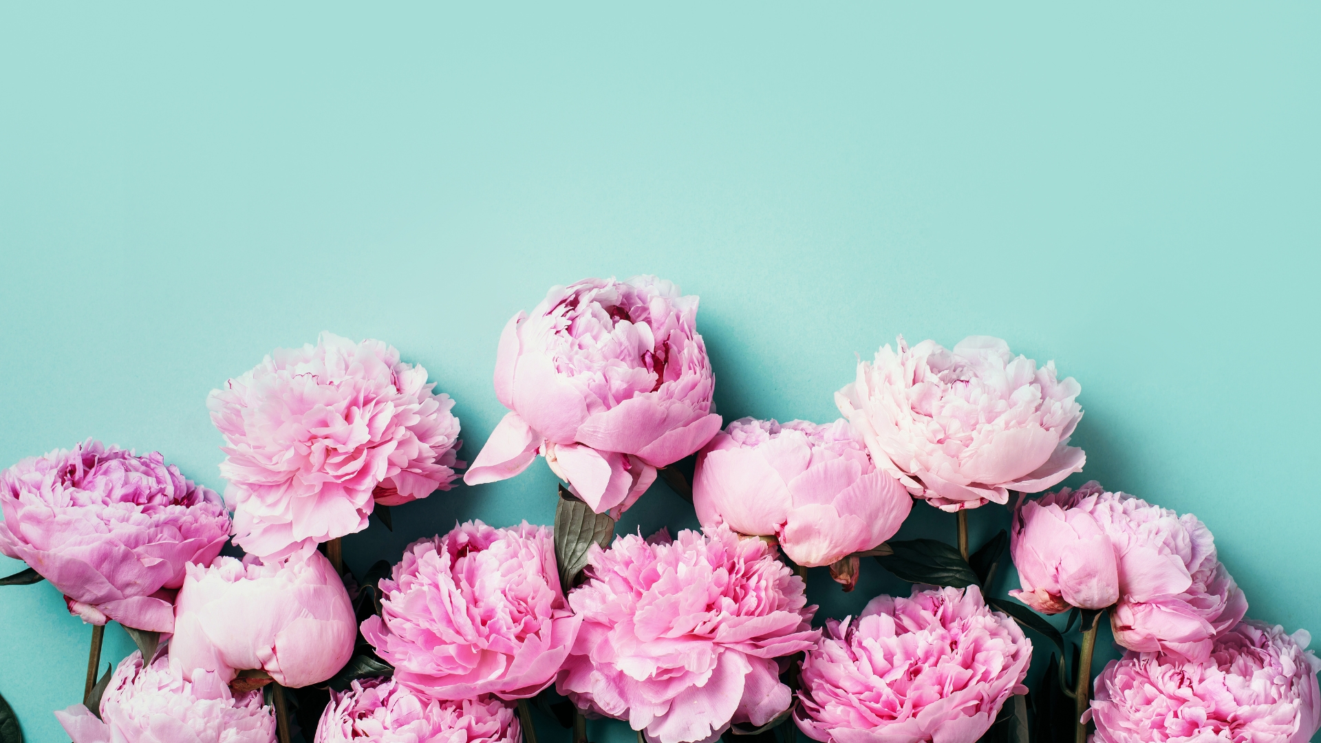 20 Gorgeous Peony Colors To Grow In Your Garden