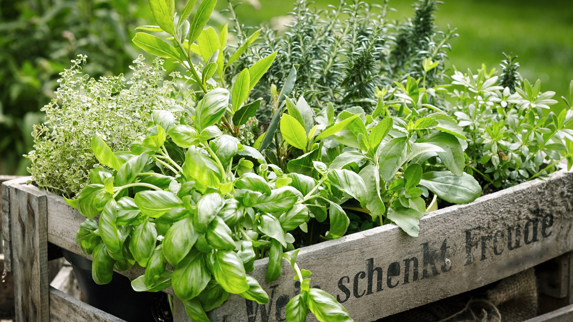 Wooden crate with a variety of fresh green potted culinary herbs growing outdoors in a backyard garden