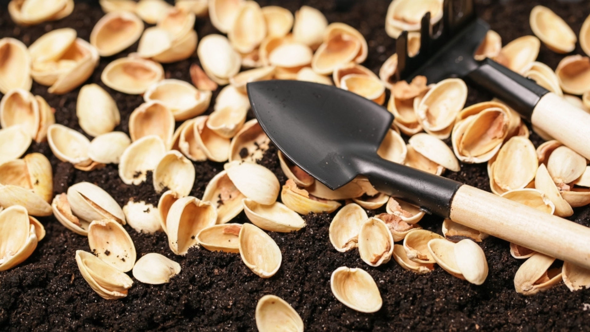 20 Hidden Benefits Of Reusing Pistachio Shells