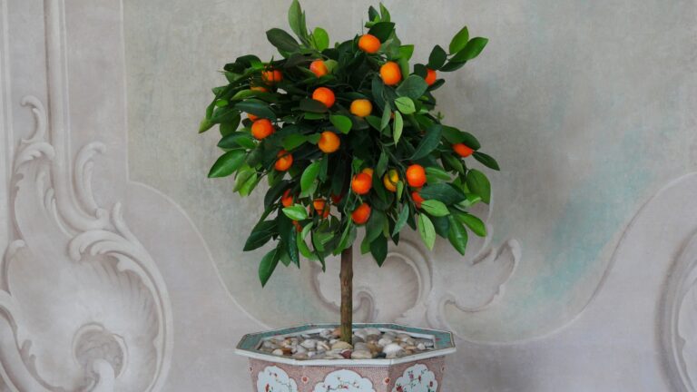 an orange tree in a beautiful painted pot