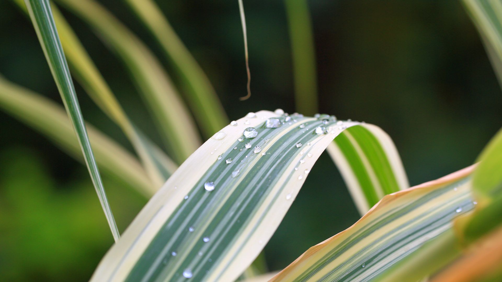 20 Japanese Forest Grass Varieties You Should Plant For Beauty & Texture