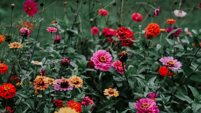 zinnia flower field