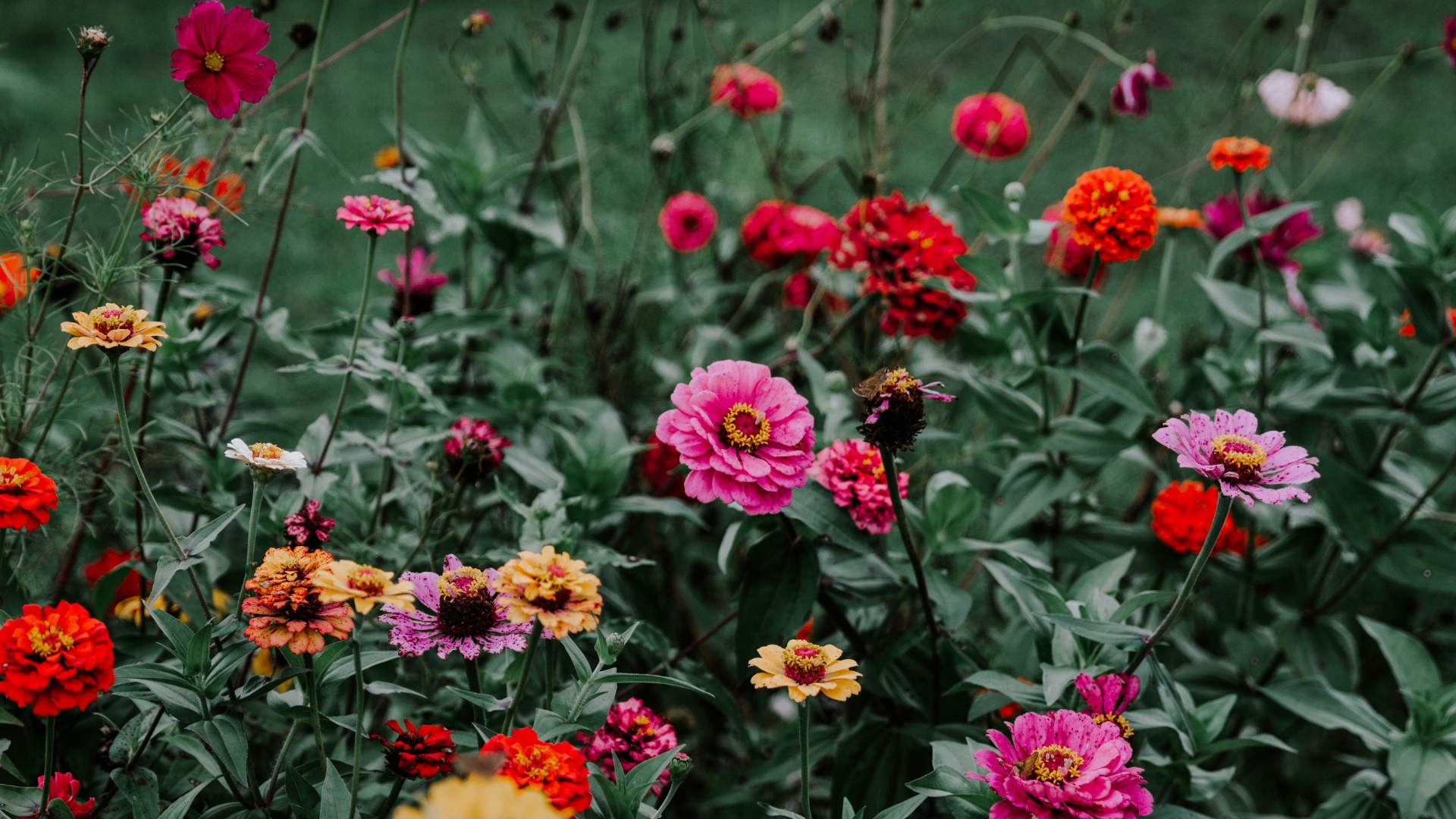 20 Mistakes To Avoid When Growing Zinnias In The Garden