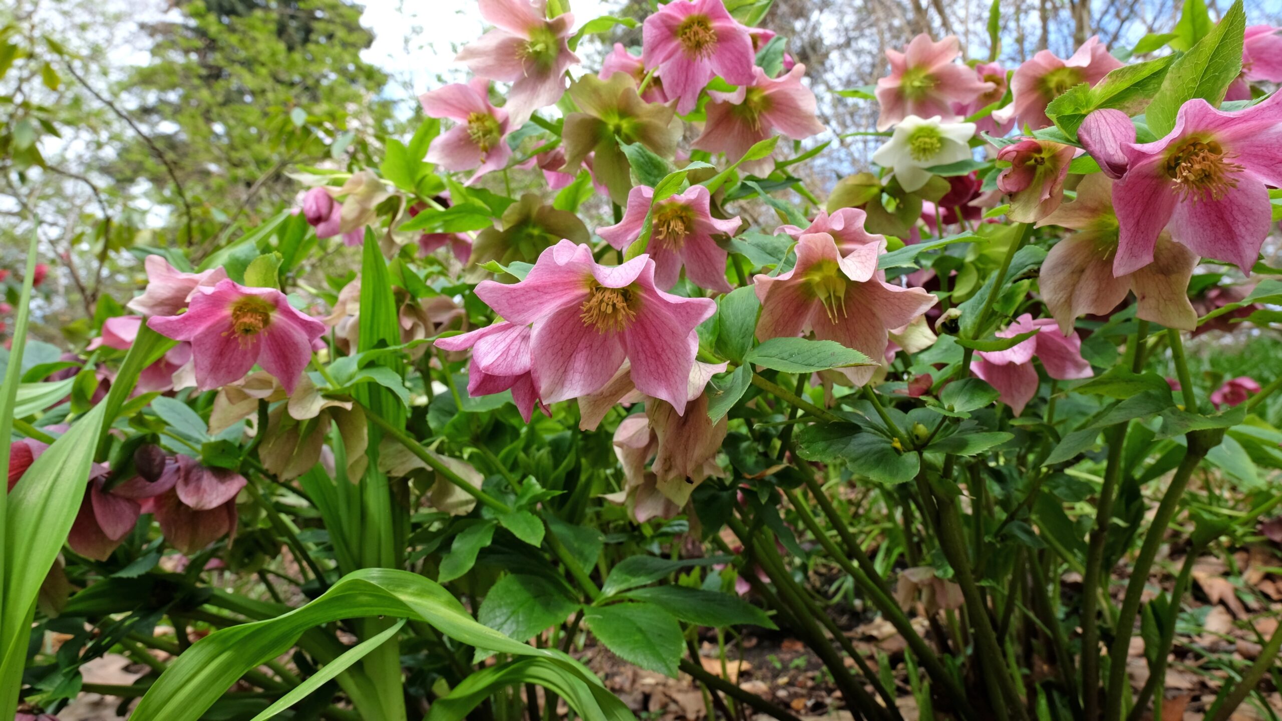 20 Native Plants That Thrive With Little to No Sun