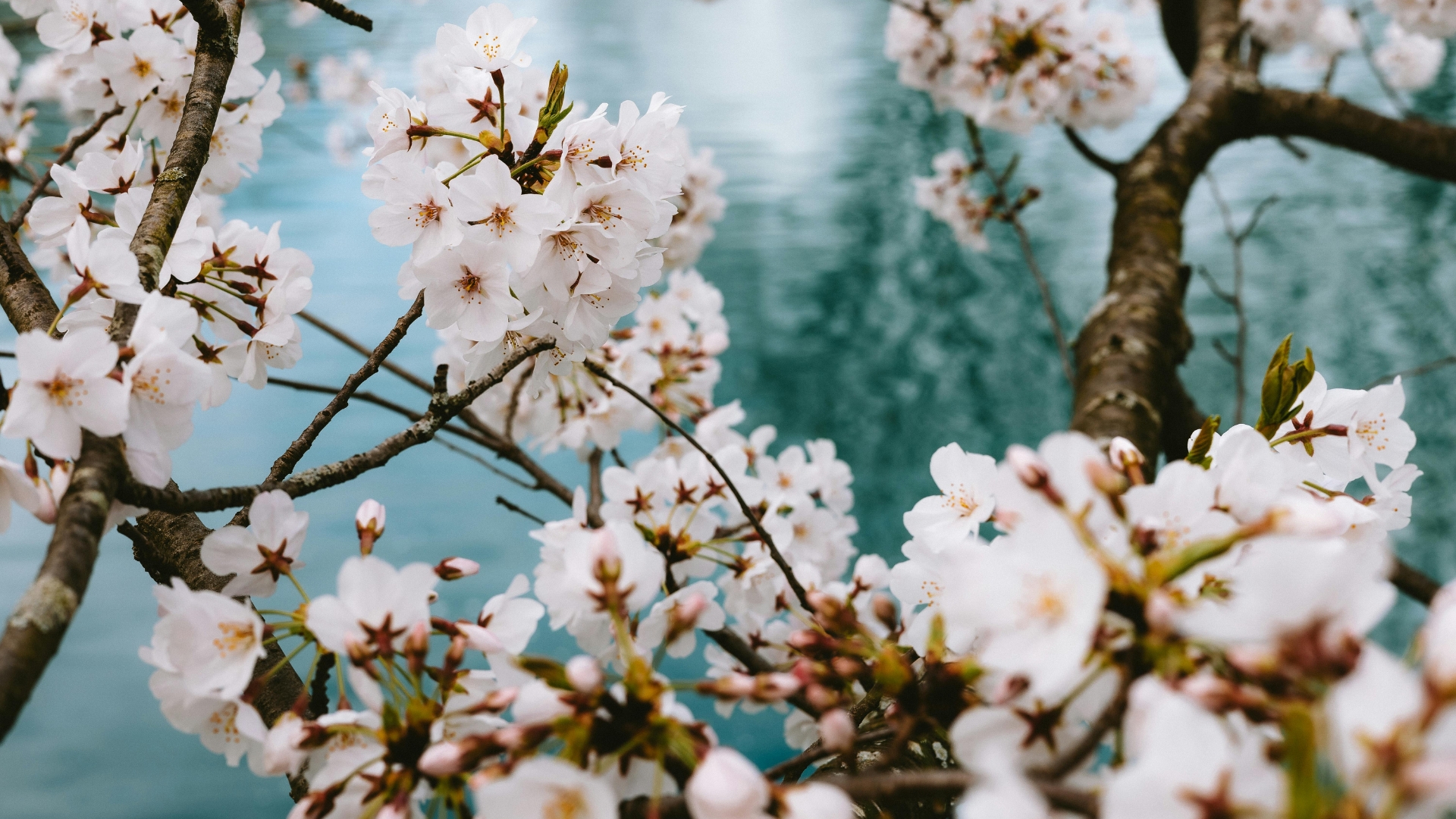 dogwood flowers blooming