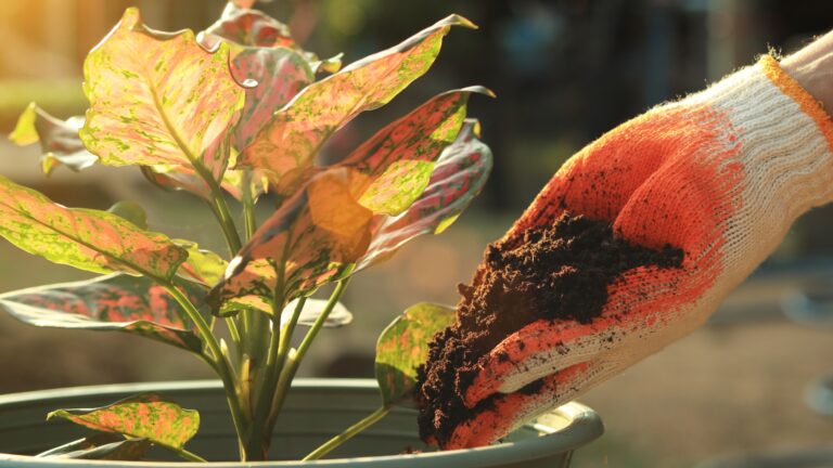 Close up white-orange gloved hands lay peat moss organic matter improve soil grounds as fertilizer to the plant in the potted, Environment concept.