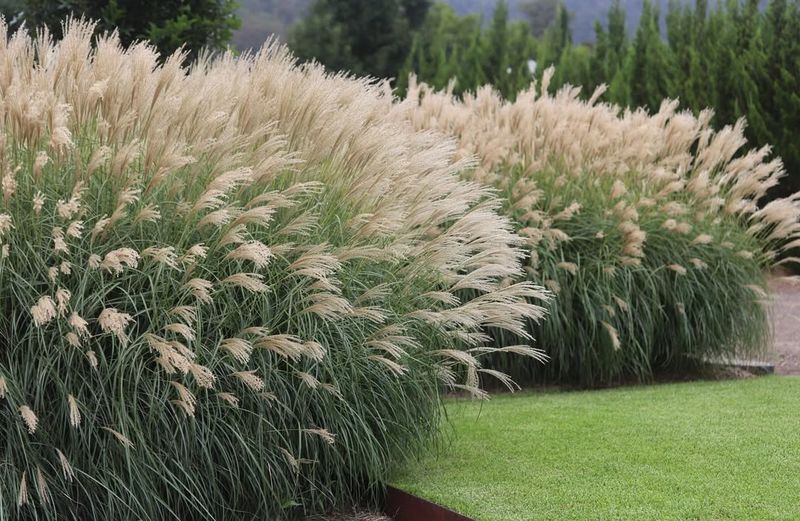 Miscanthus Sinensis