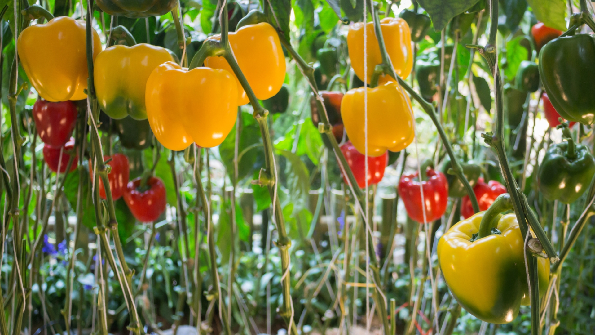 bell pepper plants