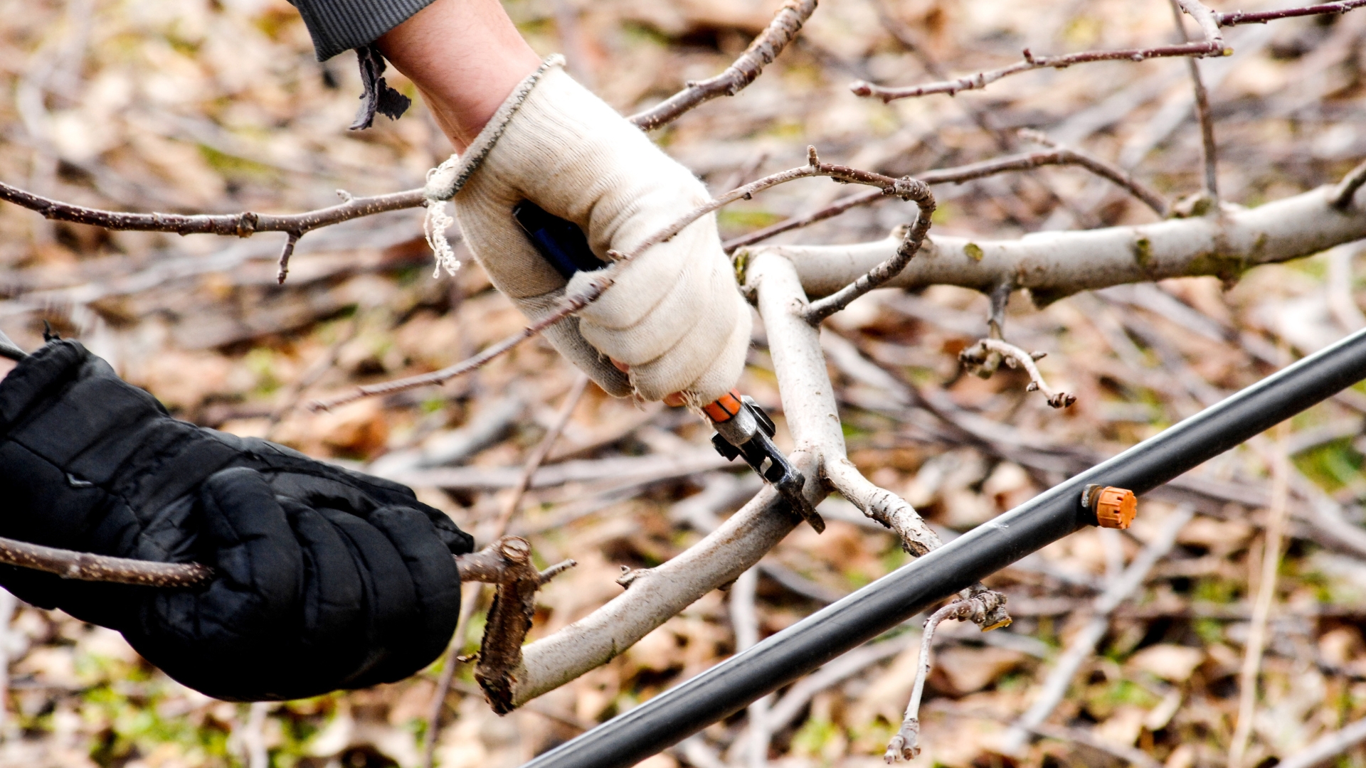 pruning apple tree in an orchard in winter