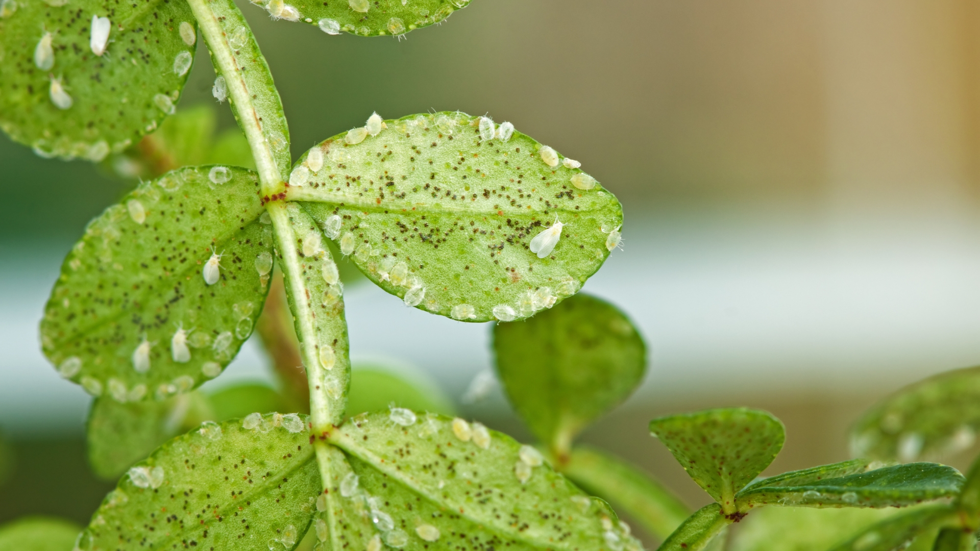 whiteflies under leaves