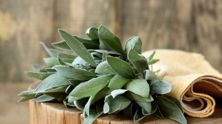 Sage tuft from plant herb leaves on rustic wood, closeup, copy space, herbal drinks and spices or naturopathy concept