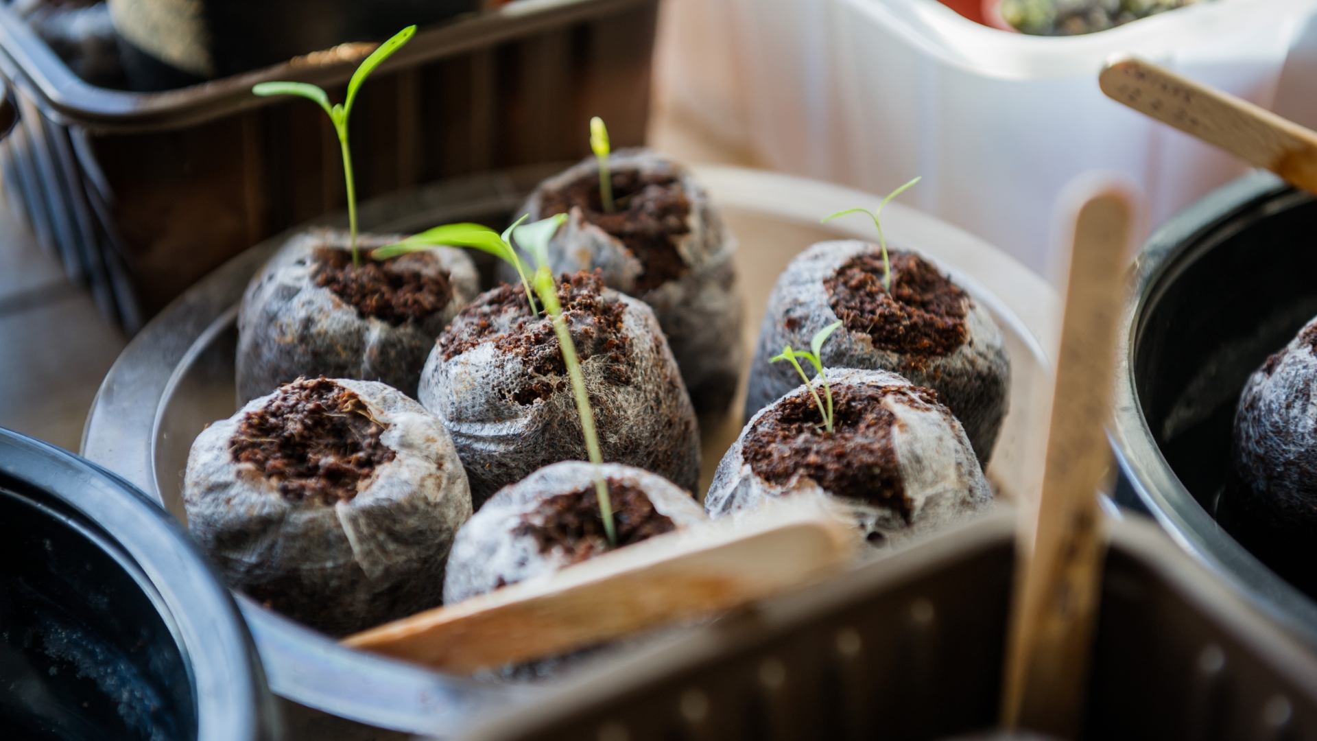 20 Quick Hacks For Faster, Stronger Seedlings (Plus a Few Game-Changers You Surely Haven’t Tried)