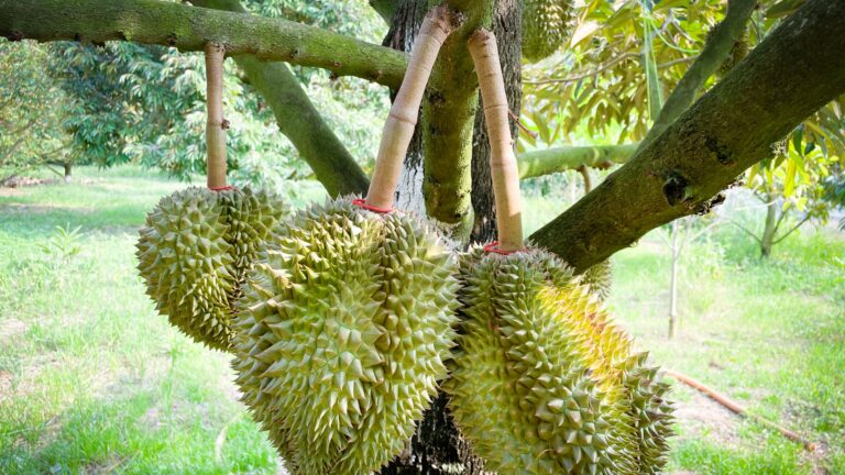 durian in a farm