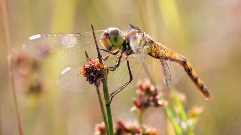 A yellow dragonfly is sitting on a twig in close-up.