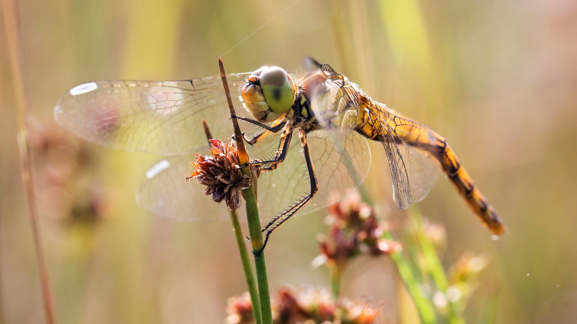 20 Reasons Why You Must Have Dragonflies In Your Garden