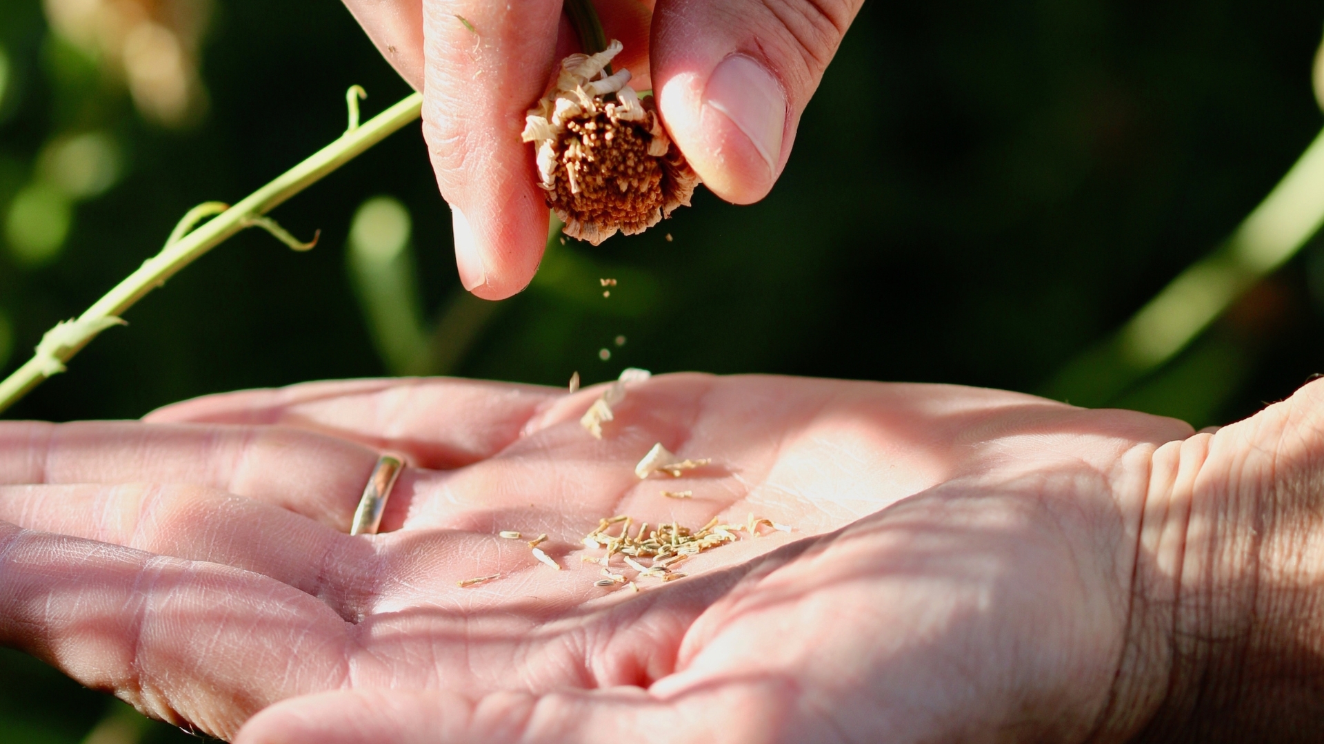 20 Reasons You Should Start Saving Seeds Now, From A Master Gardener