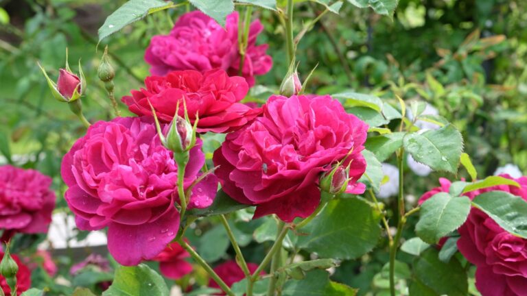 Rosa 'Darcey Bussell' in flower.