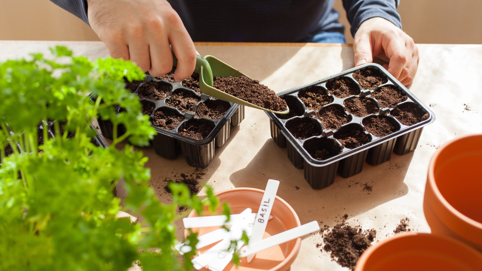 20 Seeds to Start Indoors Now for a Head Start on Spring