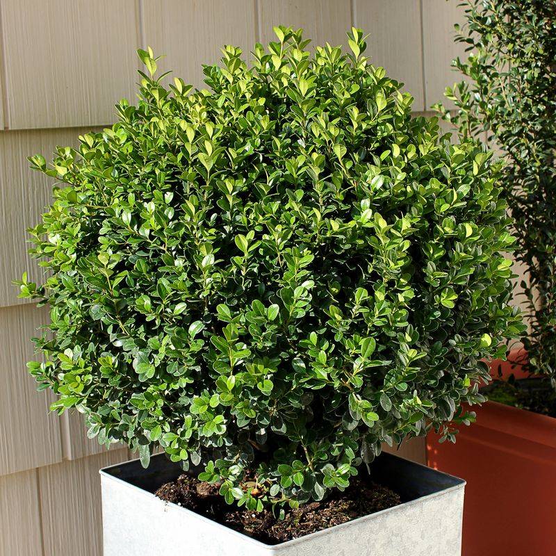 Boxwood (Buxus)