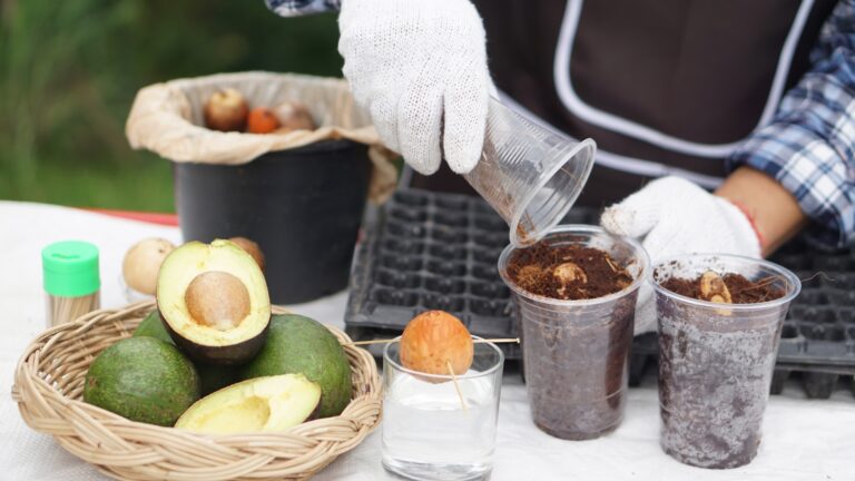 Close up farmer is seedling avocado from seeds in transparent plastic glass.