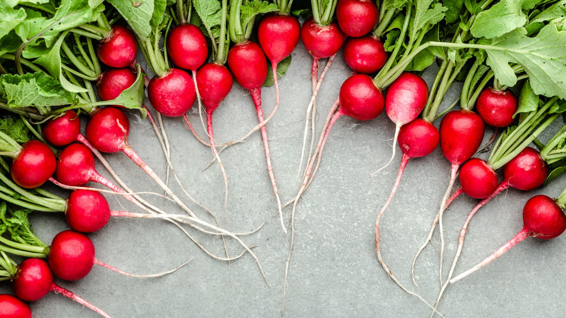 Freshly harvested radishes, red garden radish, fresh farm organic vegetables, top view