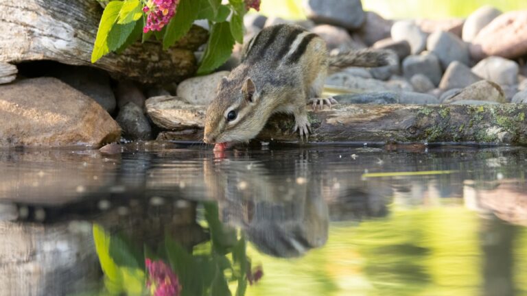 Eastern chipmunk, tamias striatus in garden, near water, in Minnesota.