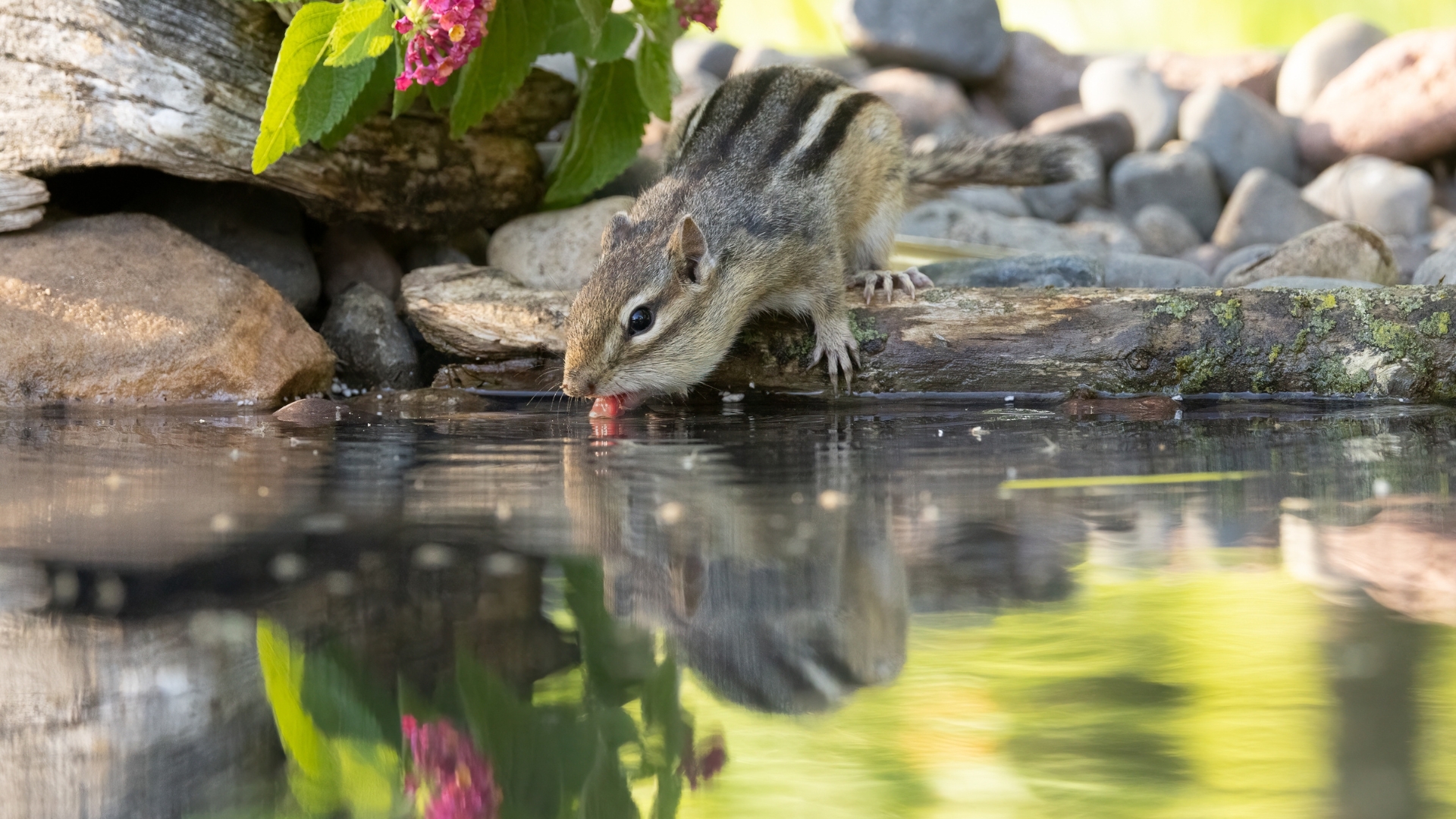 20 Smells Squirrels, Chipmunks, and Other Garden Critters Hate