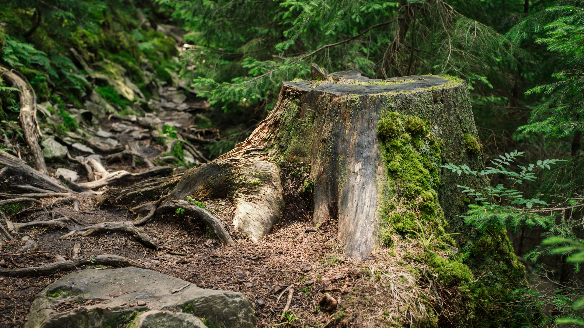 tree stump in mountain forest