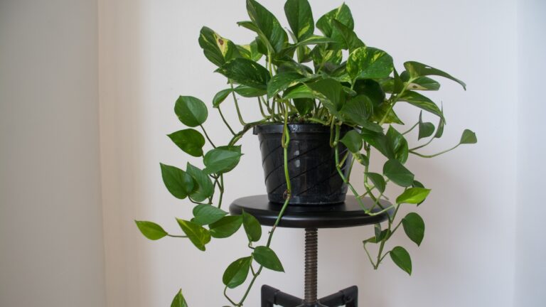 a golden pothos plant inside in a modern home