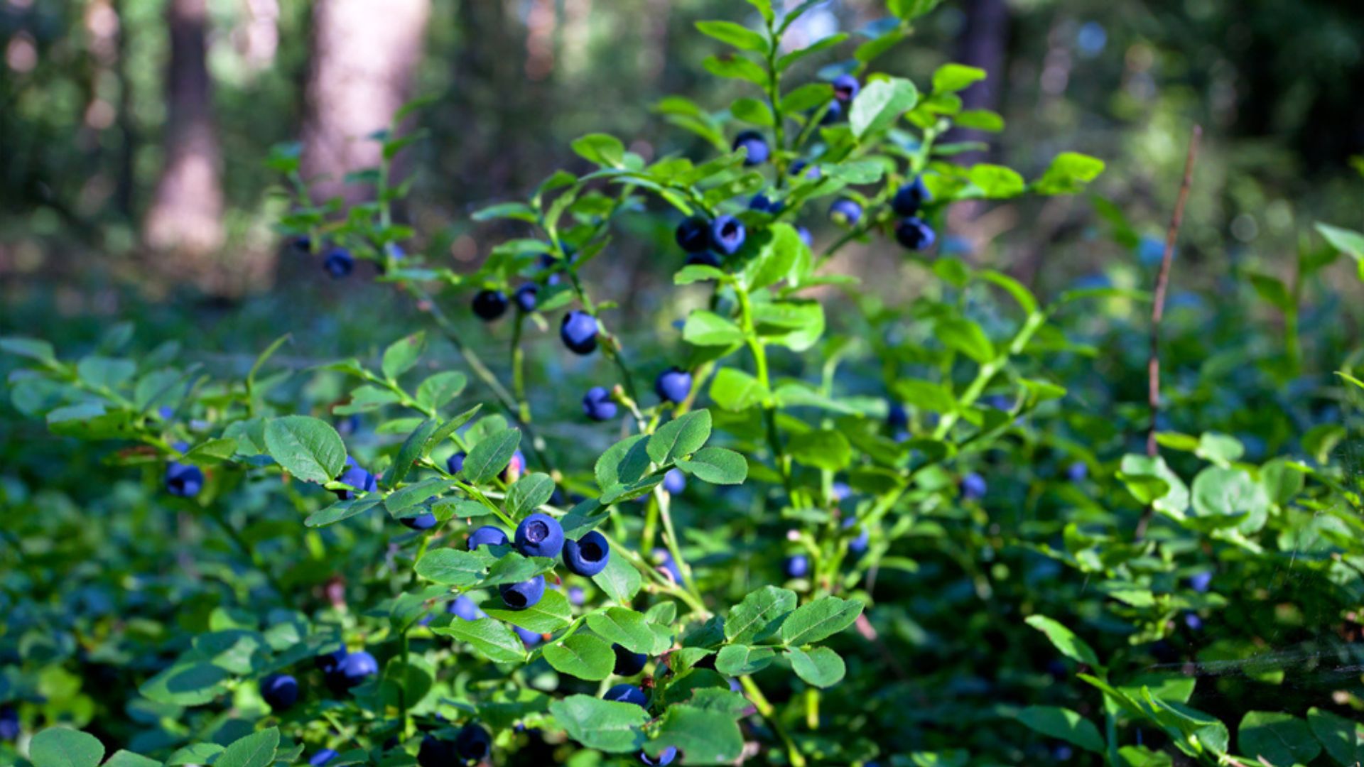 wild berry bush