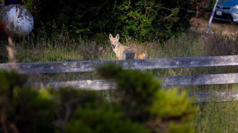 A wild coyote out in nature running through grass on a farm. Coyote hunting
