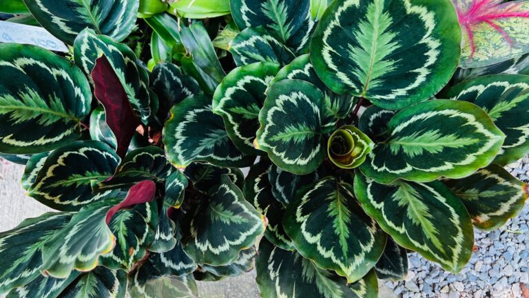 Jungle Velvet plant is also called Calathea