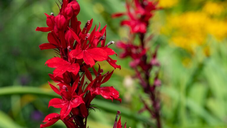 close up of a red cardinal flower in bloom