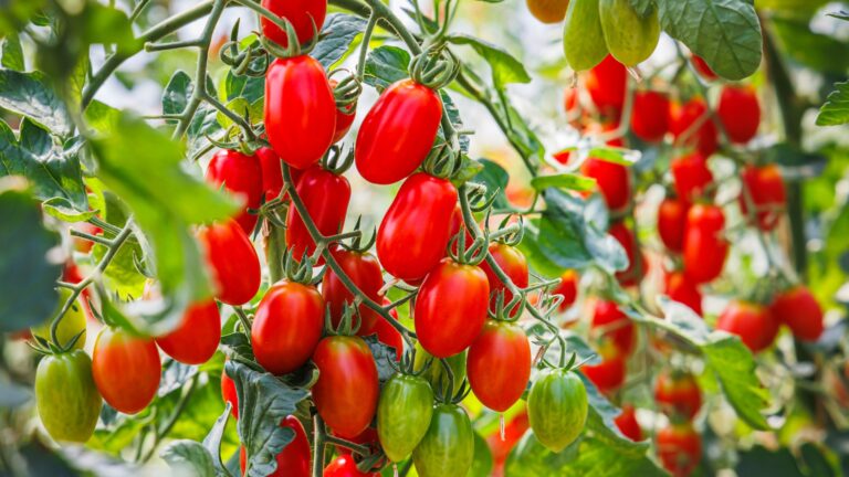 Best Heirloom Roma Tomato Varieties