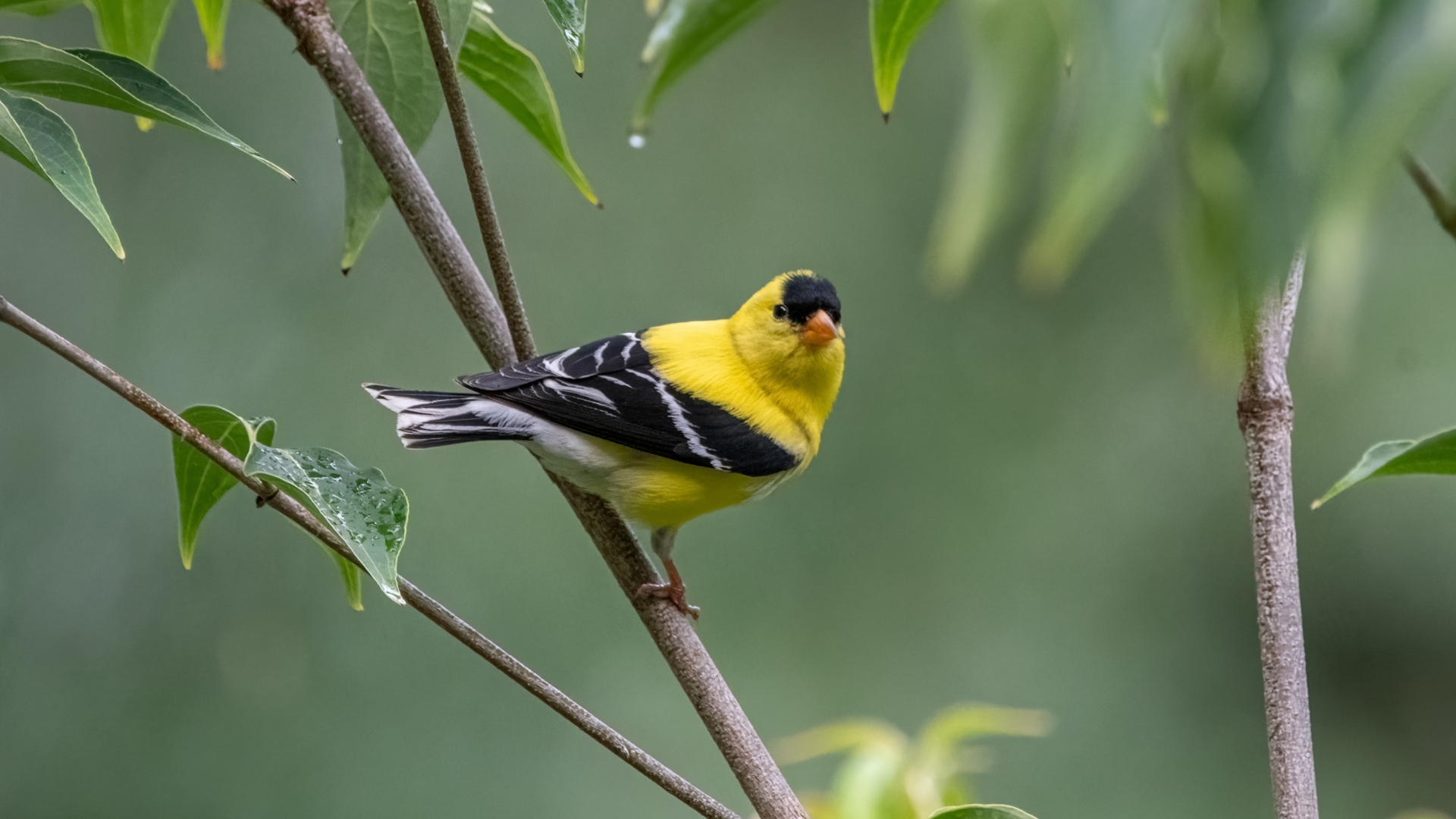 An American goldfinch clinging to tree branch.