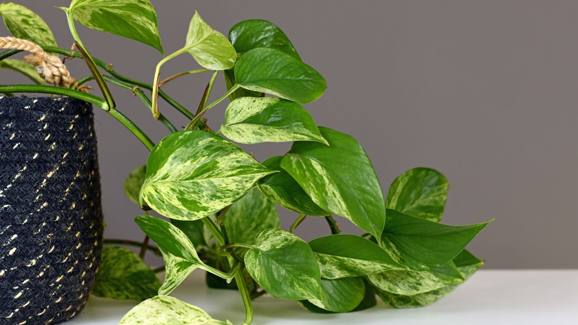 20 Tricks to Make Your Pothos Grow Faster—Are You Using Them?