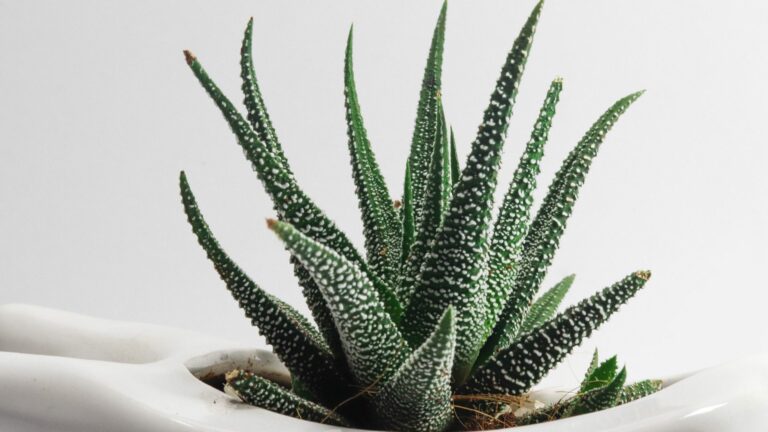 aloe vera