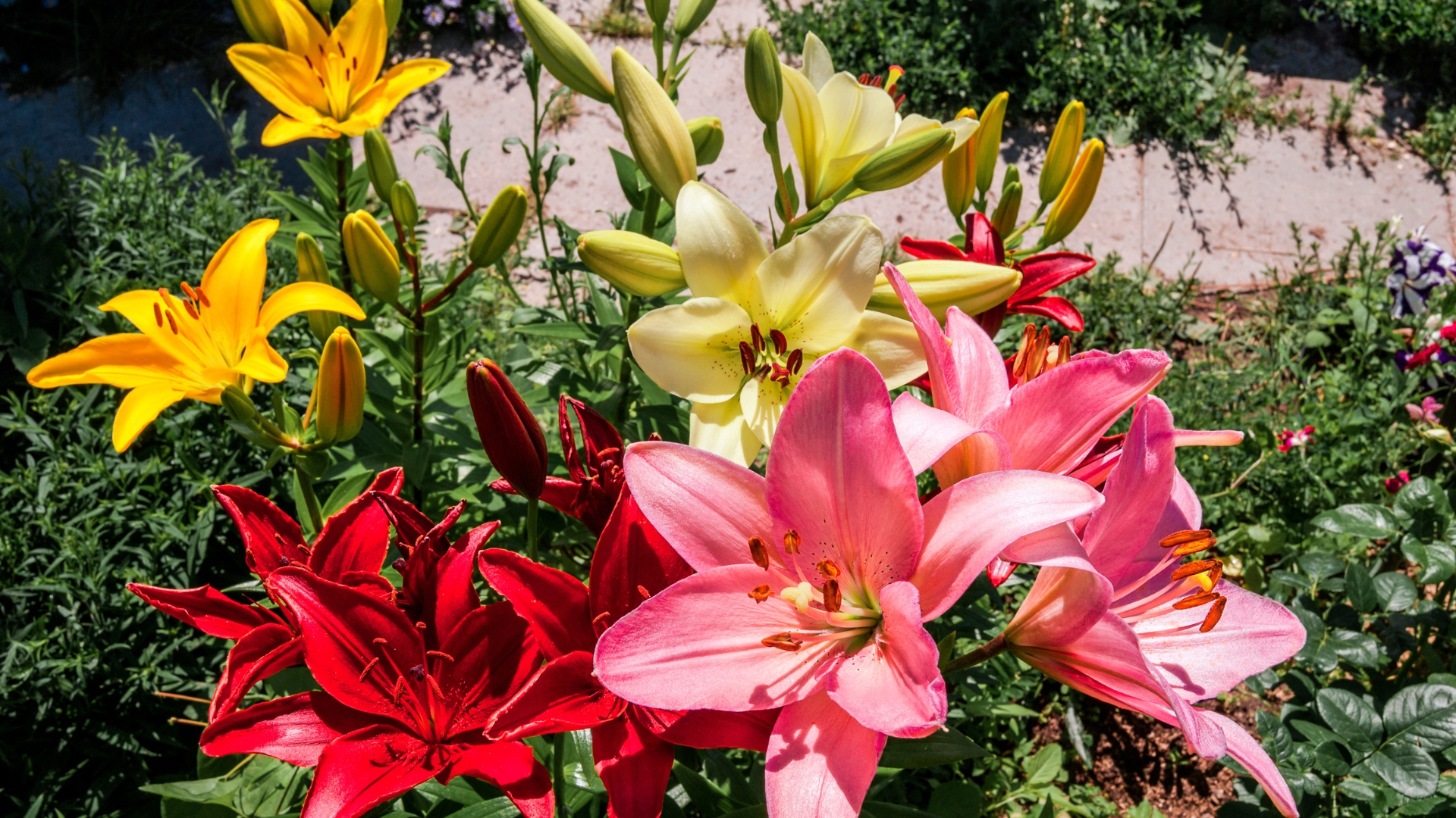 20 Types of Lilies Each with Its Own Unique Meaning