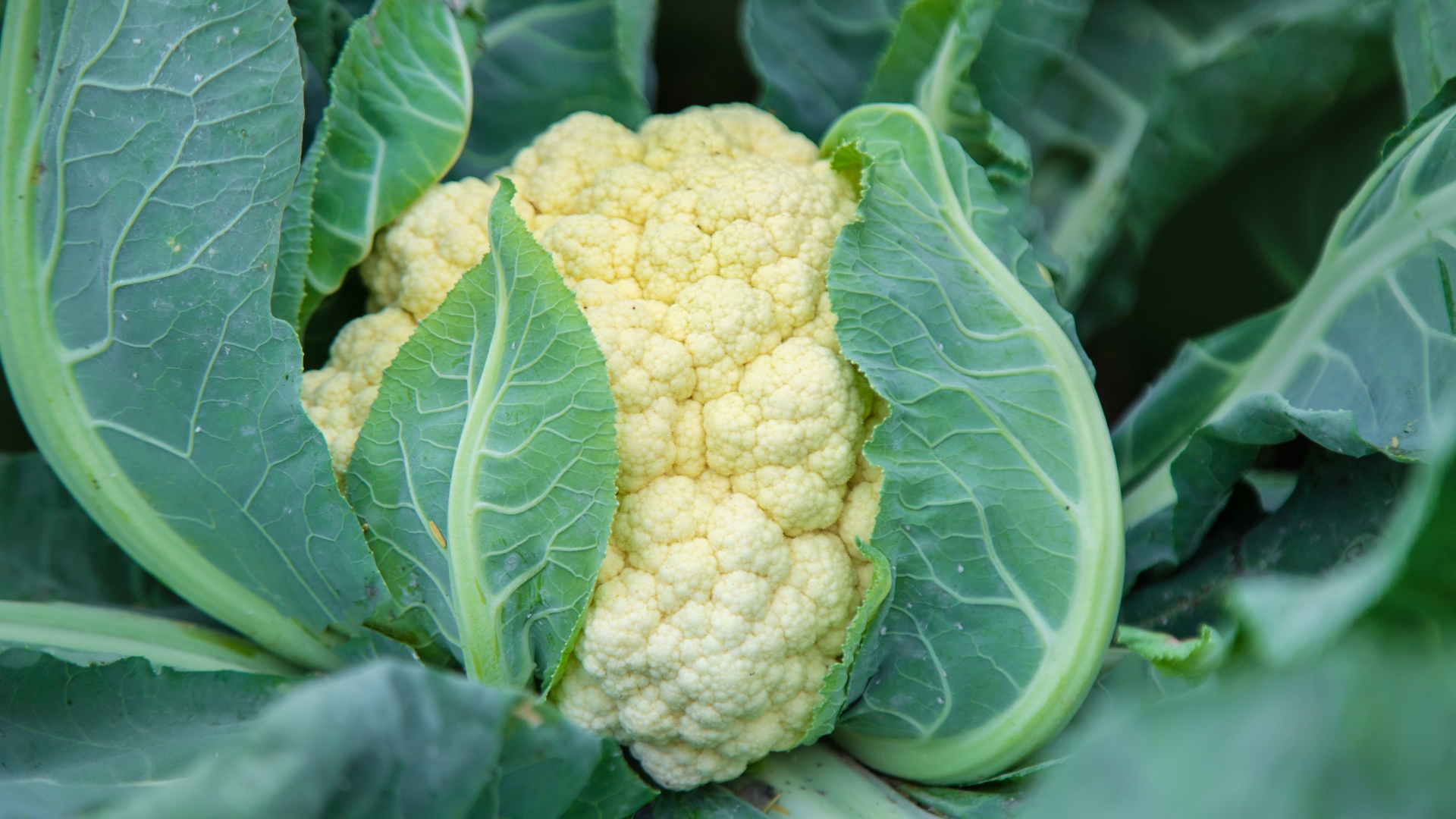 20 Unexpected Benefits of Saving Cauliflower Leaves