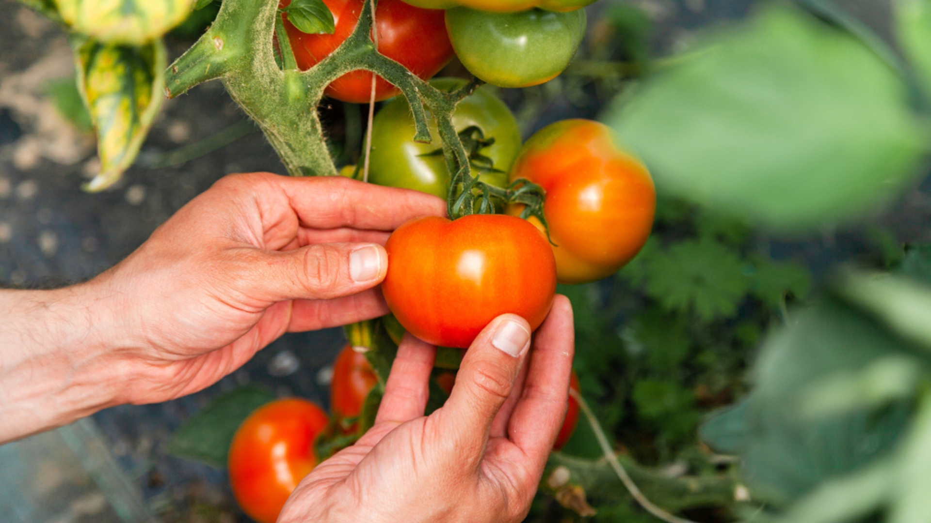 tomatoes