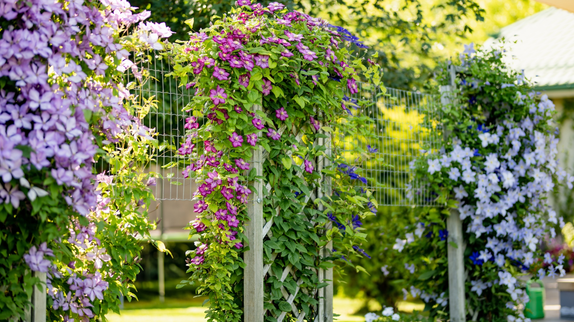 20 Vigorous Climbers That’ll Help Your Garden Rise Above the Ordinary